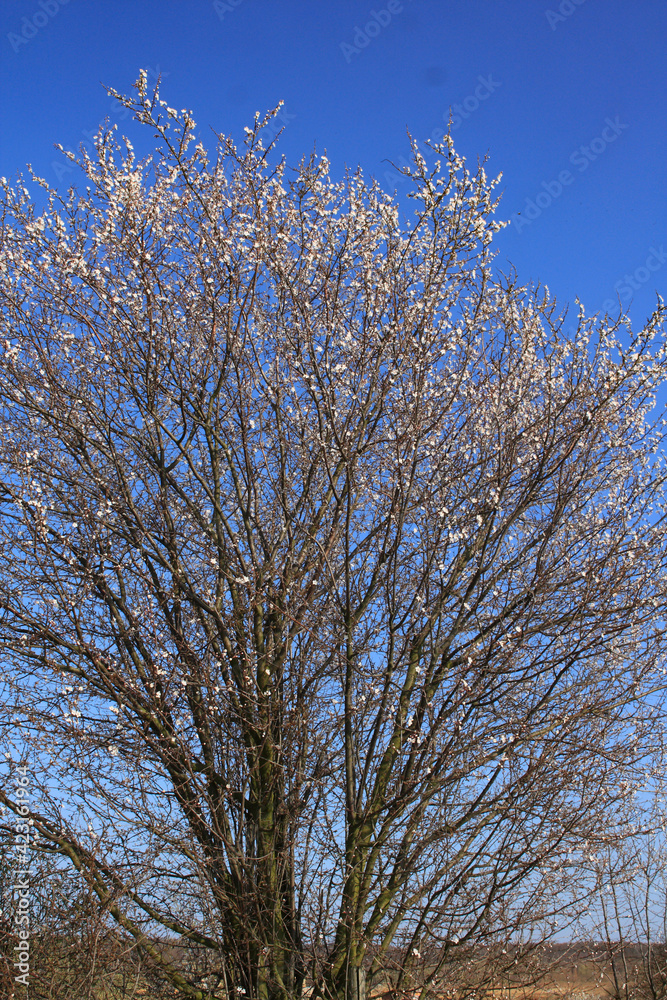 Flowering plants and flowers in spring Flowering plants and flowers in spring