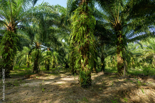 Oil palm plantation in Thailand  Elaeis guineensis