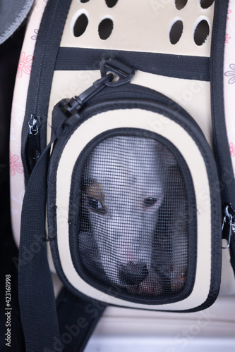 White dog breed Parson Russell Terrier in a carrying bag photo