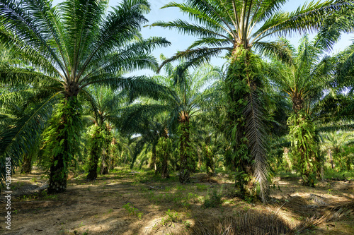 Oil palm plantation in Thailand  Elaeis guineensis