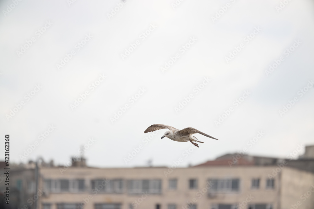 Fototapeta premium Birds seagulls on the streets of Istanbul