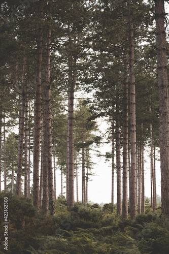 forest in the morning