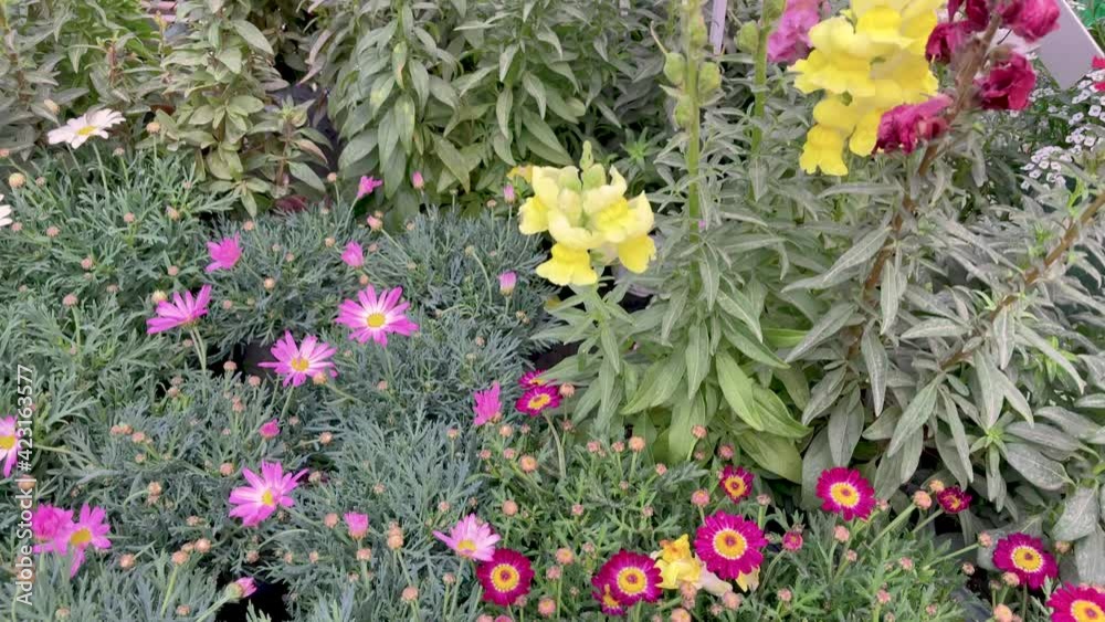 Camera slowly moves from decorative flowers to blurred buyer at background in the greenhouse Camera slowly moves from decorative flowers to blurred buyer at background in the greenhouse