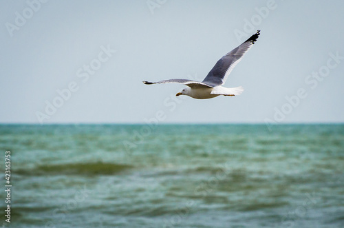 Un gabbiano che vola sul mare © Andrea Vismara
