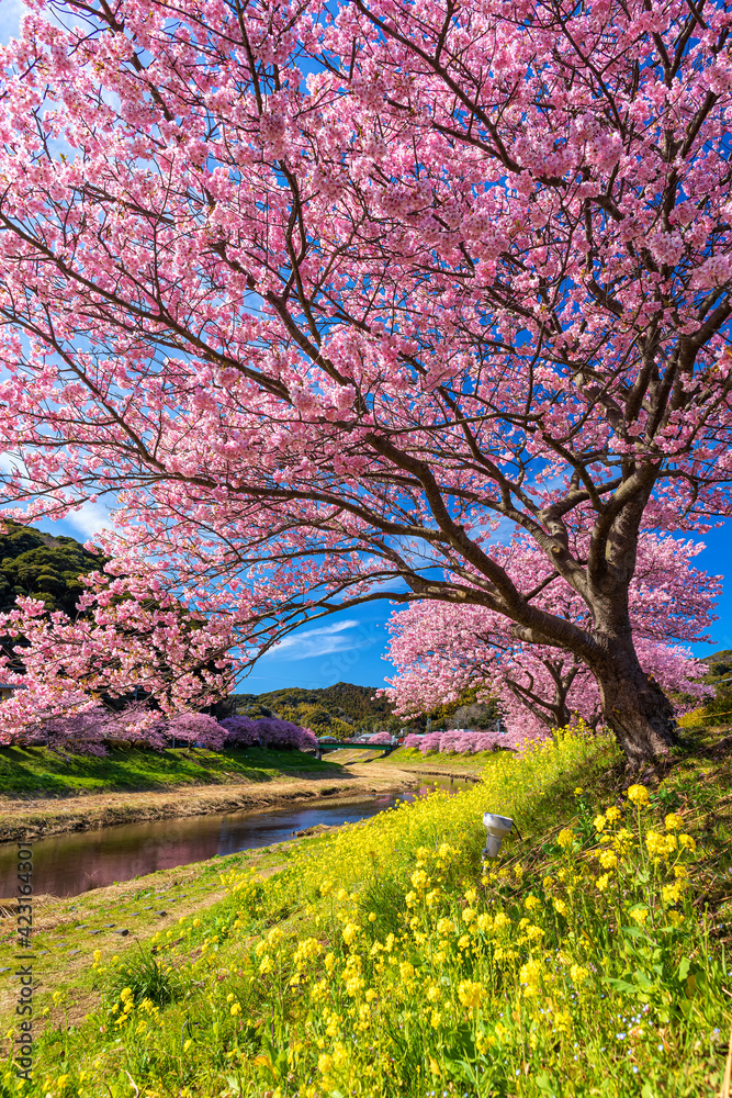 静岡県・南伊豆町 春の南伊豆の河津桜と菜の花の風景