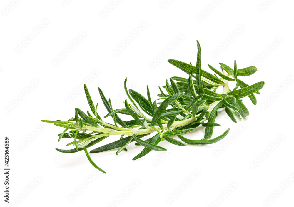 Bunch of fresh rosemary isolated on white Bunch of fresh rosemary isolated on white