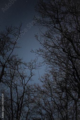 Photograph of the stars from under the trees