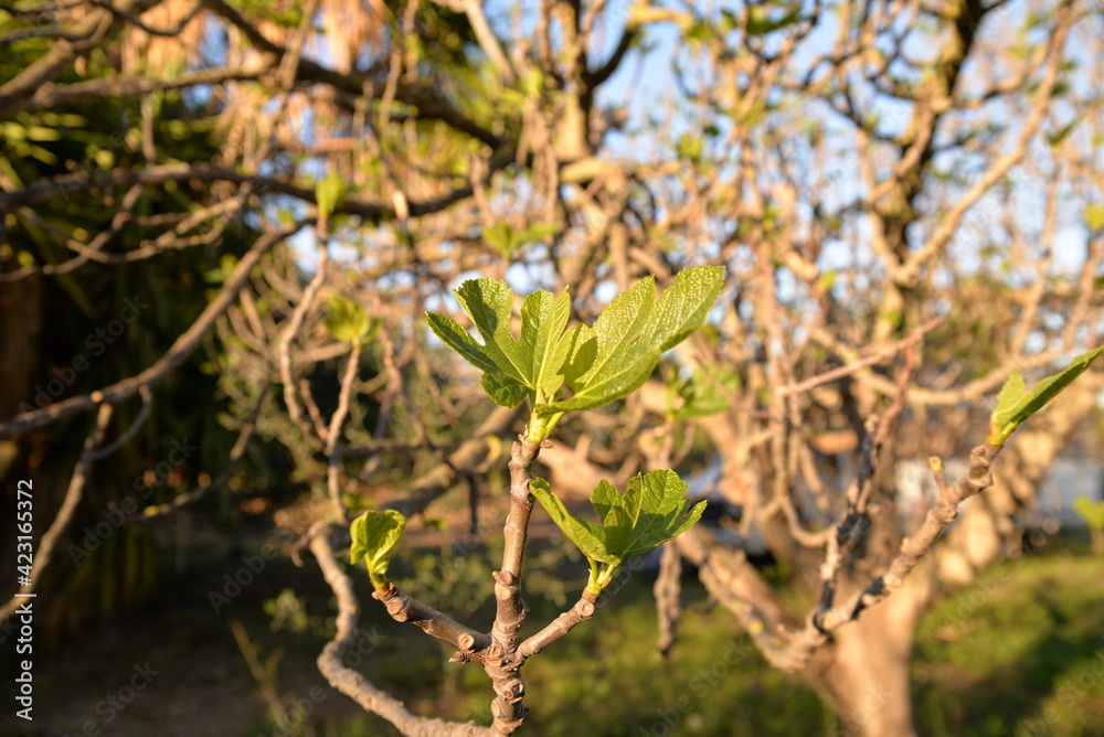 Erste Triebe an einem spanischen Feigenbaum Erste Triebe an einem spanischen Feigenbaum