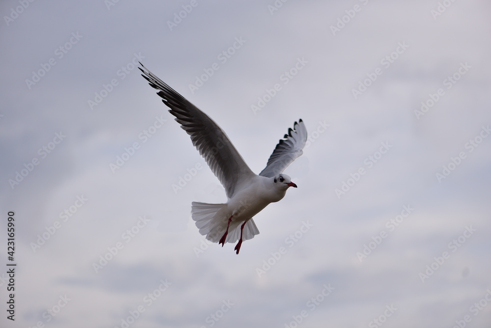 The seagull folded its wings, prepared to land on the sea surface The seagull folded its wings, prepared to land on the sea surface