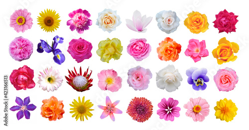 Macro photo of flowers set: rose, iris, orchid, peony, zinnia, cirsium, protea, cactus flower, bristly rose, common mallow, magnolia on a white isolated background