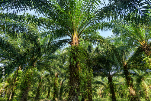 Oil palm plantation in Thailand  Elaeis guineensis