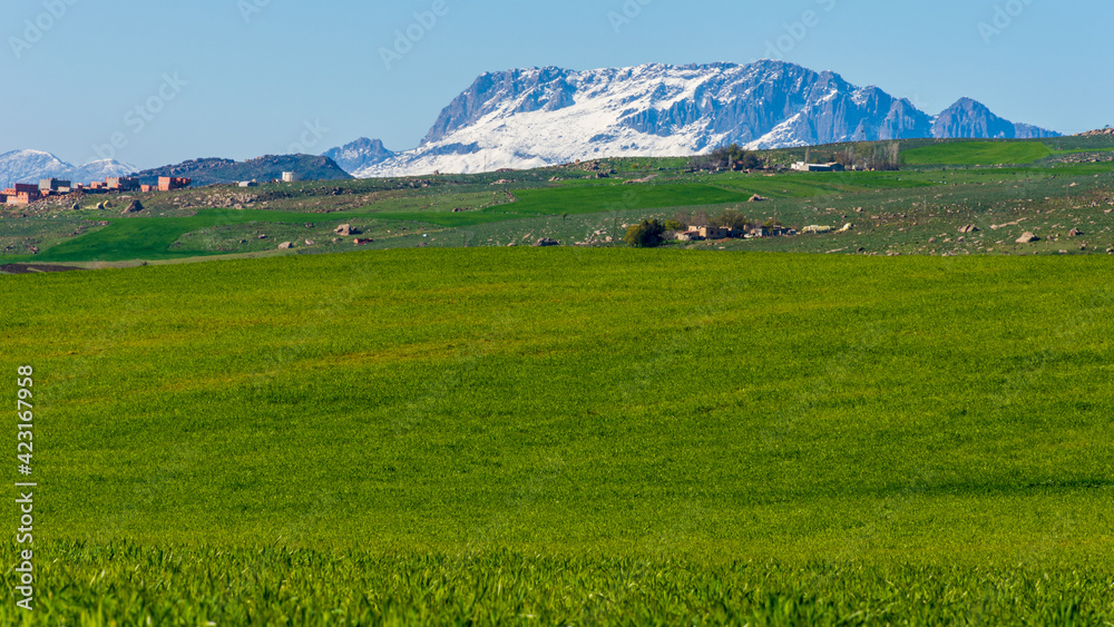 Green wheat field with snow mountains in the background 