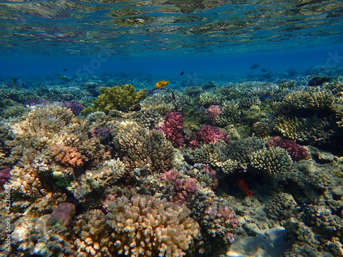 coral reef in Egypt, Makadi Bay © jonnysek