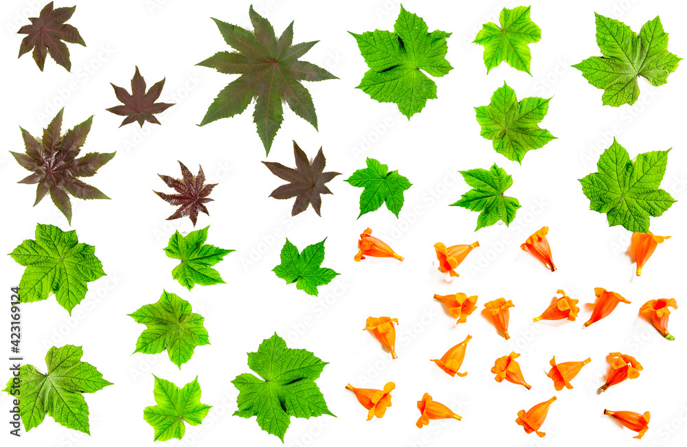 Fototapeta premium set of leaves