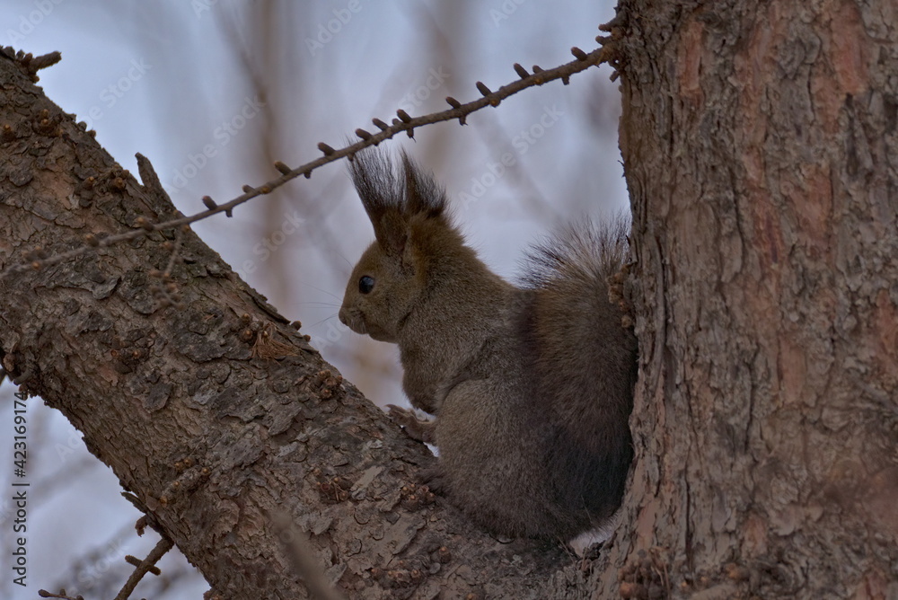 Fototapeta premium 樹の上のエゾリス