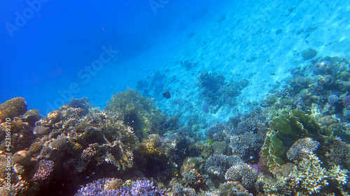 Fototapeta Naklejka Na Ścianę i Meble -  coral reef in Egypt, Makadi Bay