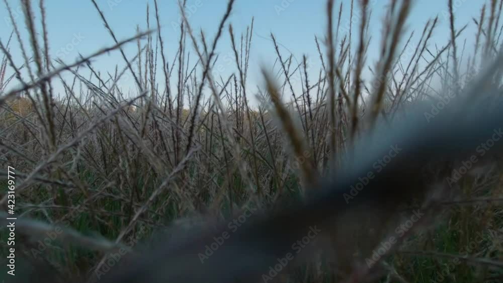 wading through thickets of grass on a summer evening at sunset, the grass rests against the camera wading through thickets of grass on a summer evening at sunset, the grass rests against the camera
