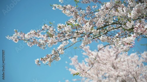 Cherry blossoms blooming in spring	