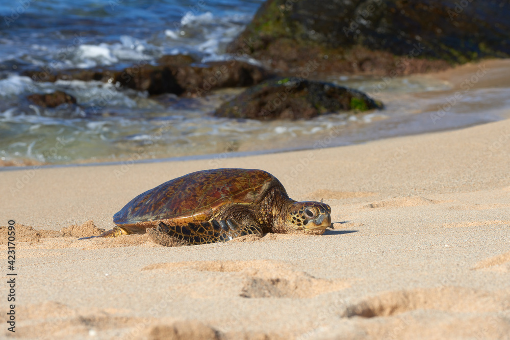 Hawaiian turtle on the sand beach on the ocean shore in Hawaii.