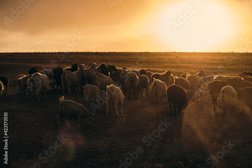 Flock Of Sheeps In Sunset