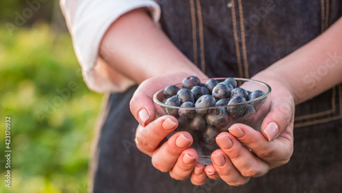 Farmer keeps a handful of blueberries - a healthy berry full of vitamins