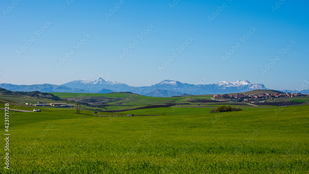 Green wheat field with snow mountains in the background 