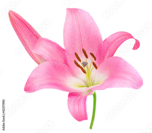 Foto Pink Lily flower isolated on white background
