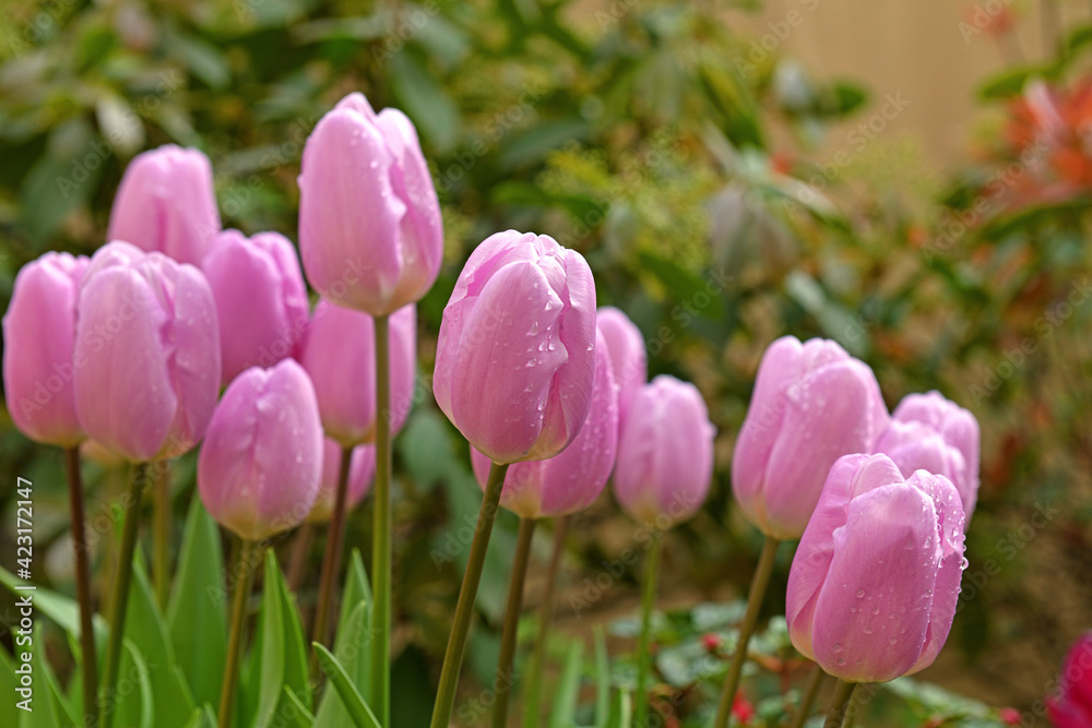 Fototapeta premium Lovely tulips Paradero with water droplets