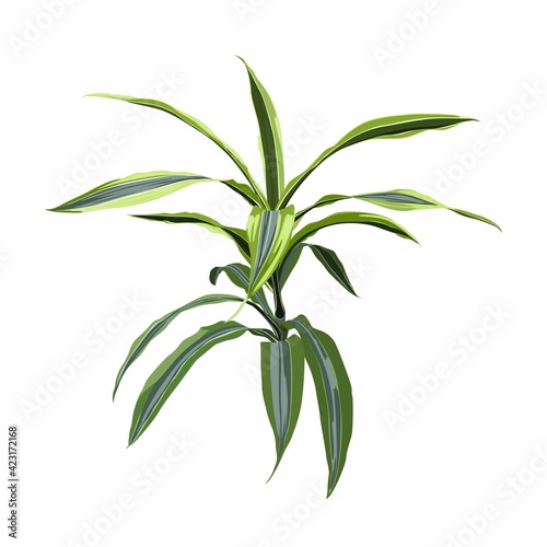 Realistic floor house green plant. Isolated on white illustration icon.
