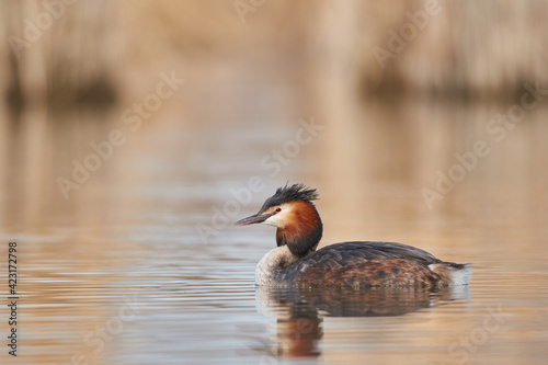 Great crested grebe swims in the lake