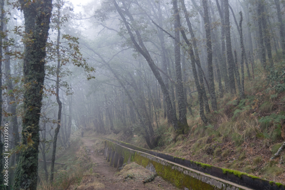 Obraz premium Alisos forest with low fog in winter.