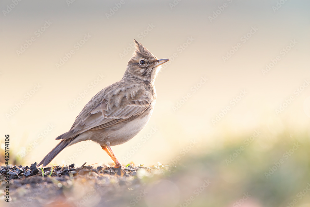 A crested lark (Galerida cristata) resting and foraging in a meadow in the morning light. A crested lark (Galerida cristata) resting and foraging in a meadow in the morning light.