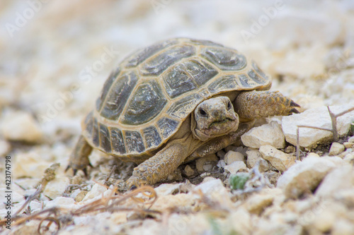 turtle in the desert. Western Kazakhstan, Mangistau.