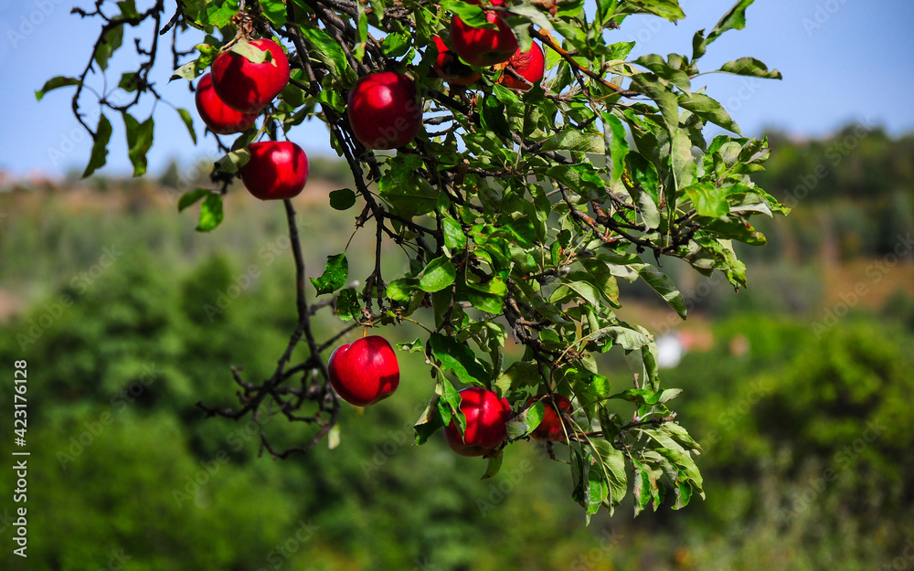 Organic apples growing in a tree in a rural orchard. Autumn season
