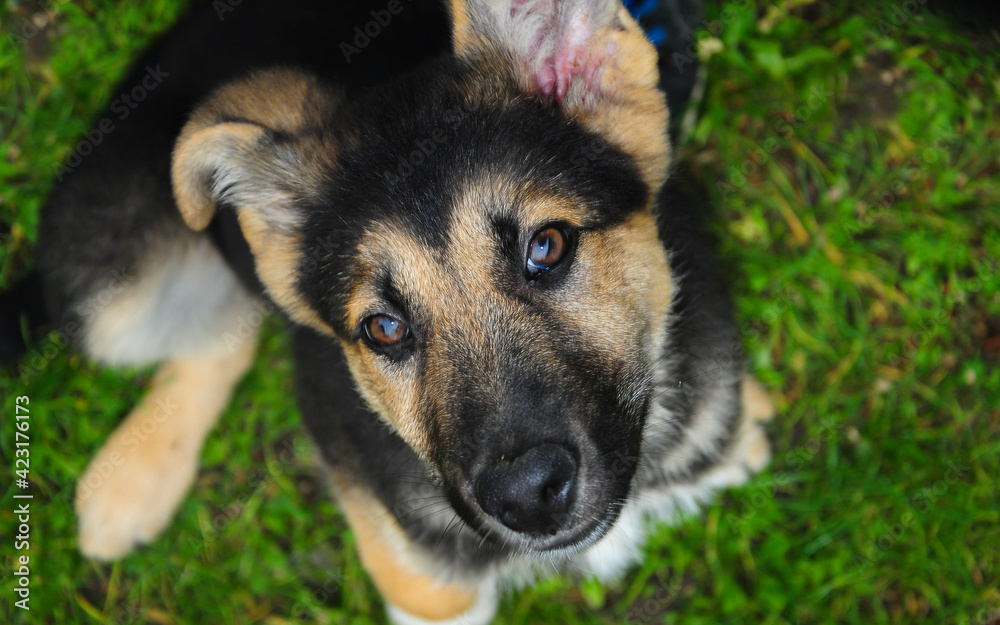 Close up of a german shepherd pup looking at the camera.
Close up of a german shepherd pup looking at the camera.