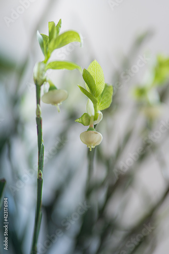 buds of a plant