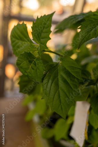 leaves on the tree