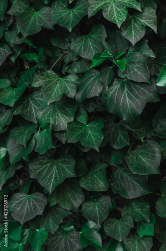 Green ivy wall. Beautiful natural background, leaf texture. Vivid dense cover of ivy leaves. Evergreen border, colorful summer pattern. © Derariad