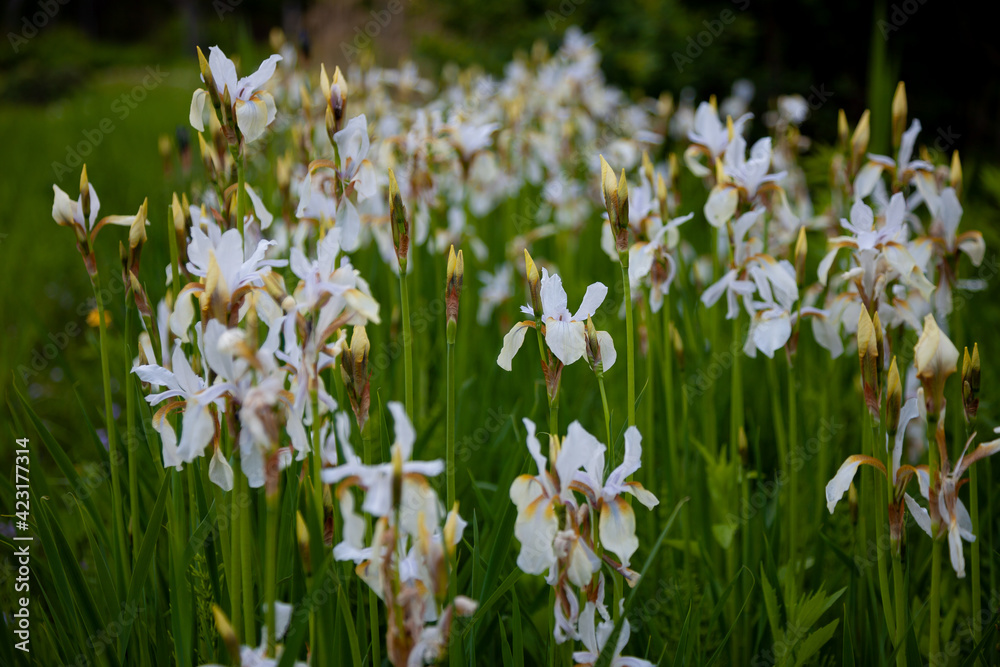 White irises on the flower bed. Japanese iris in the garden. White flowers in the summer. The buds are in bloom.
