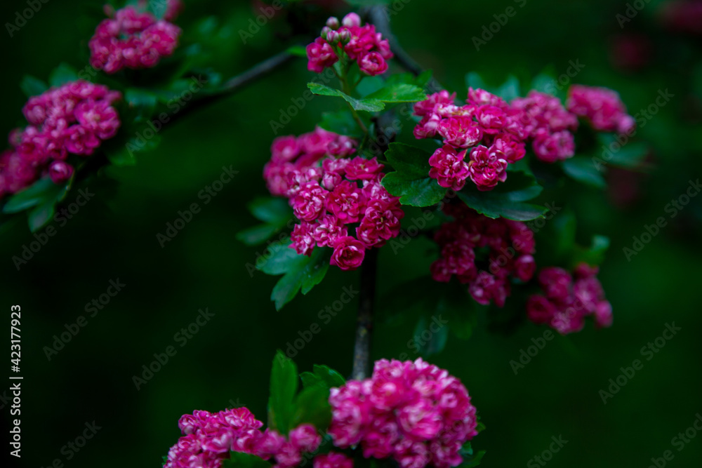 Hawthorn medicinal plant. Pink flowers on a flowering branch. Beautiful flower. Natural background. Hawthorn medicinal plant. Pink flowers on a flowering branch. Beautiful flower. Natural background.