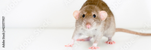 cute pet fluffy rat with brown beige fur on a white background. banner