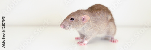 cute pet fluffy rat with brown beige fur on a white background. banner