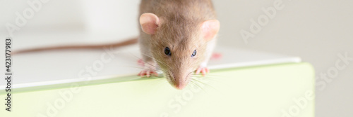 cute pet fluffy rat with brown beige fur on a white background. banner