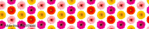colorful gerbera daisy abstract flower background on a white. Germini photo background not sealmess pattern