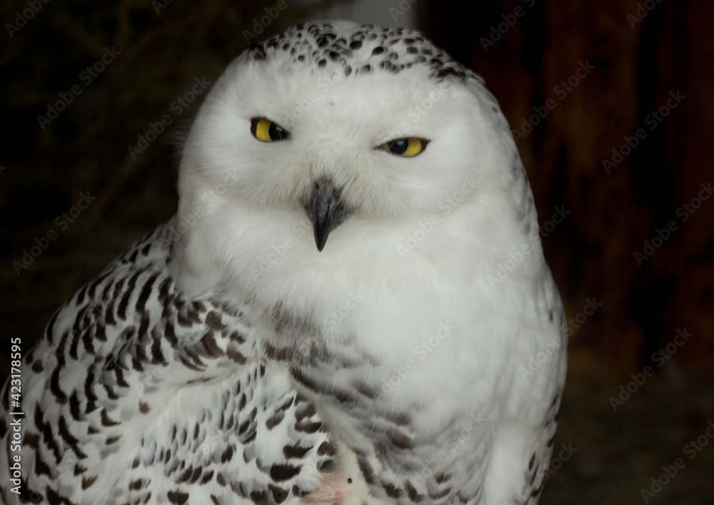 Obraz premium bird