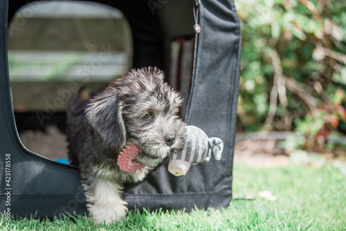 Dandie Dinmont Puppy photo