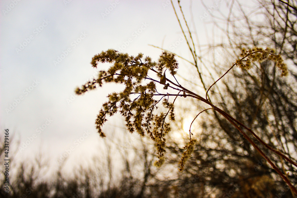 Obraz premium dry plants in winter at sunset 