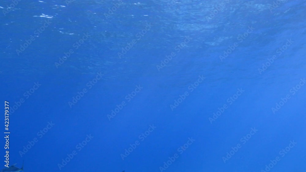 Hunting Horse Eye Jacks in bait ball, school of fish in turquoise water of coral reef in Caribbean Sea, Curacao Hunting Horse Eye Jacks in bait ball, school of fish in turquoise water of coral reef in Caribbean Sea, Curacao