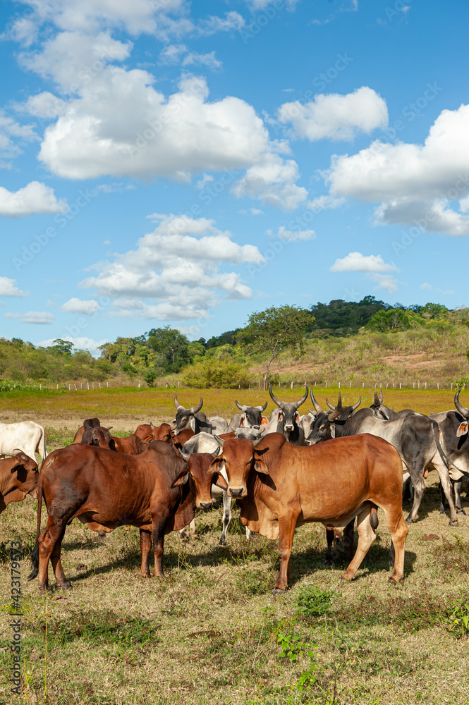 Livestock. Cattle in the field in Alagoinha, Paraiba State, Brazil on April 23, 2012.