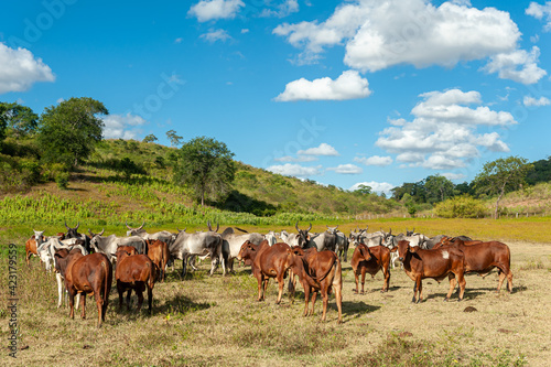 Livestock. Cattle in the field in Alagoinha, Paraiba State, Brazil on April 23, 2012. photo